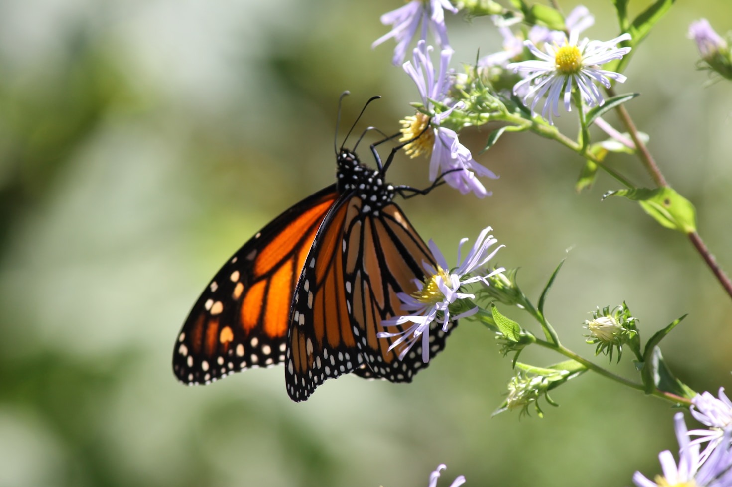 Top Ways to Advocate for Biodiversity Preservation