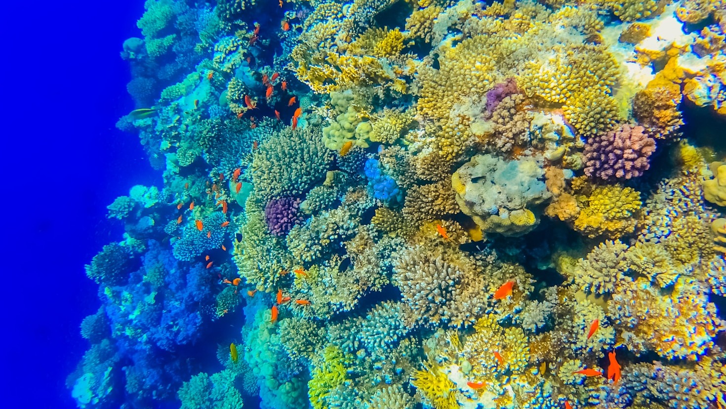 The Critical Role of Ecosystems for Humanity
