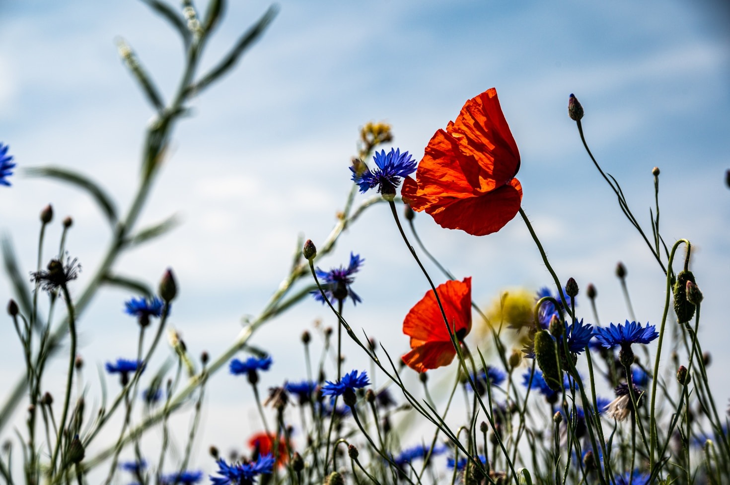 Acting Locally: How you can impact species preservation