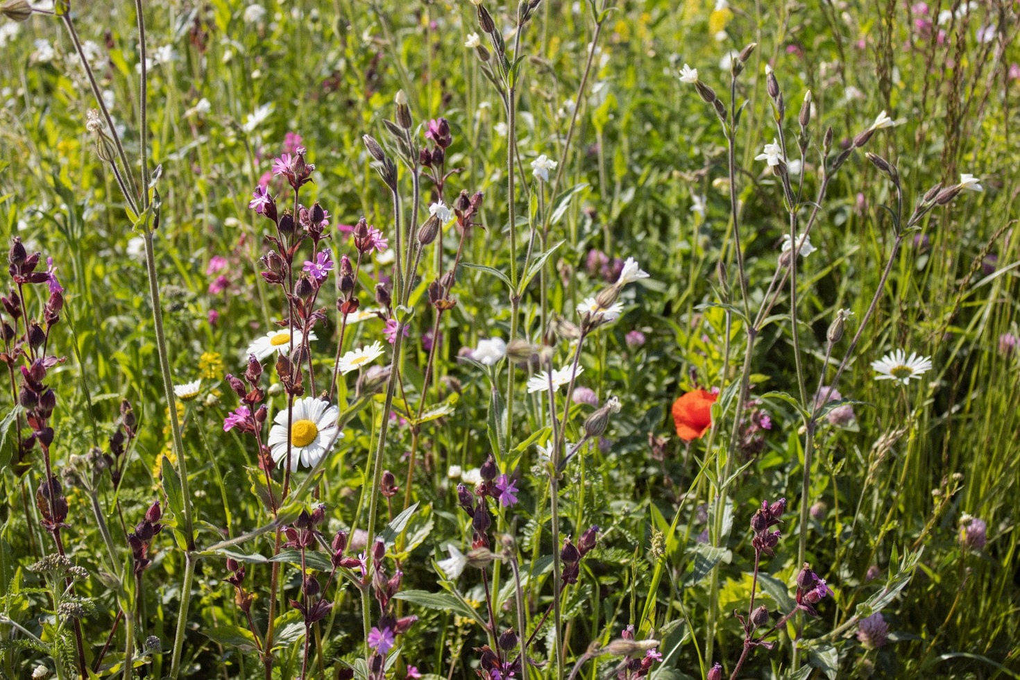 The Connection Between Species Decline and Biodiversity